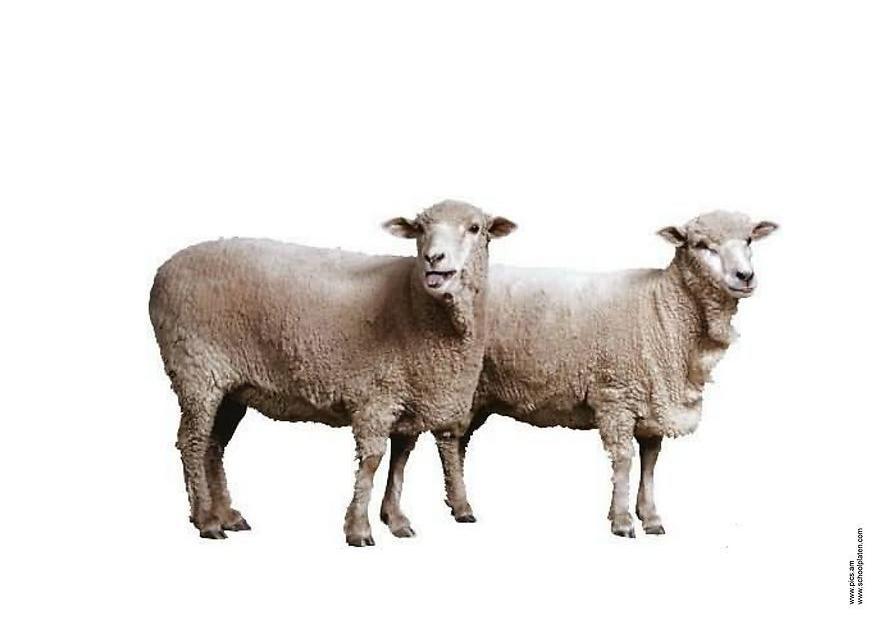 schaf Foto schaf