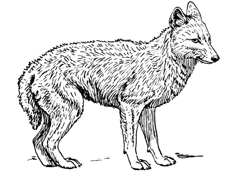 Malvorlage schakal