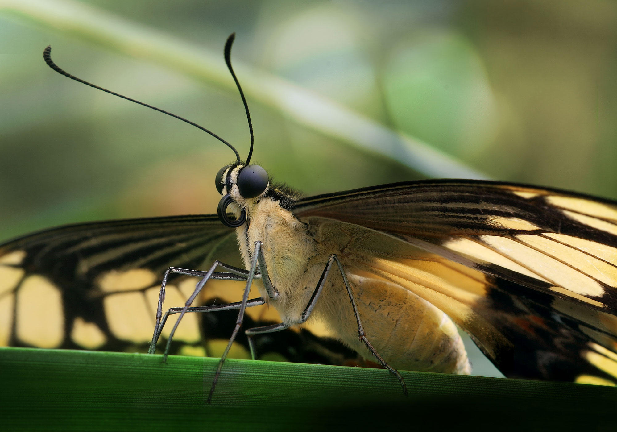 schmetterling Foto schmetterling