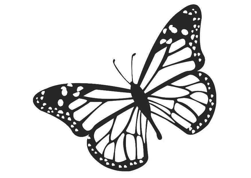 schmetterling Malvorlage schmetterling