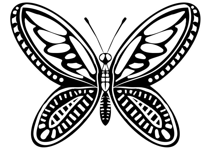 schmetterling Malvorlage schmetterling