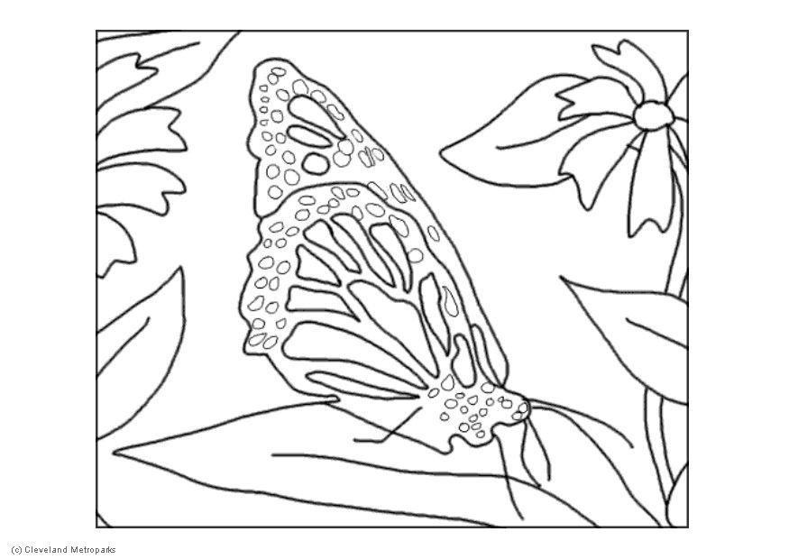 schmetterling Malvorlage schmetterling