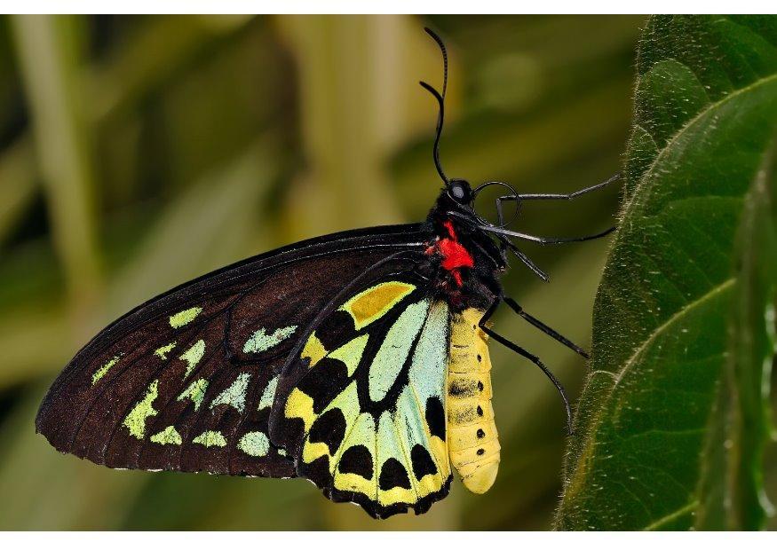 schmetterling Foto schmetterling