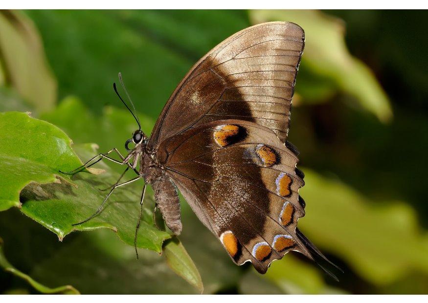 schmetterling Foto schmetterling