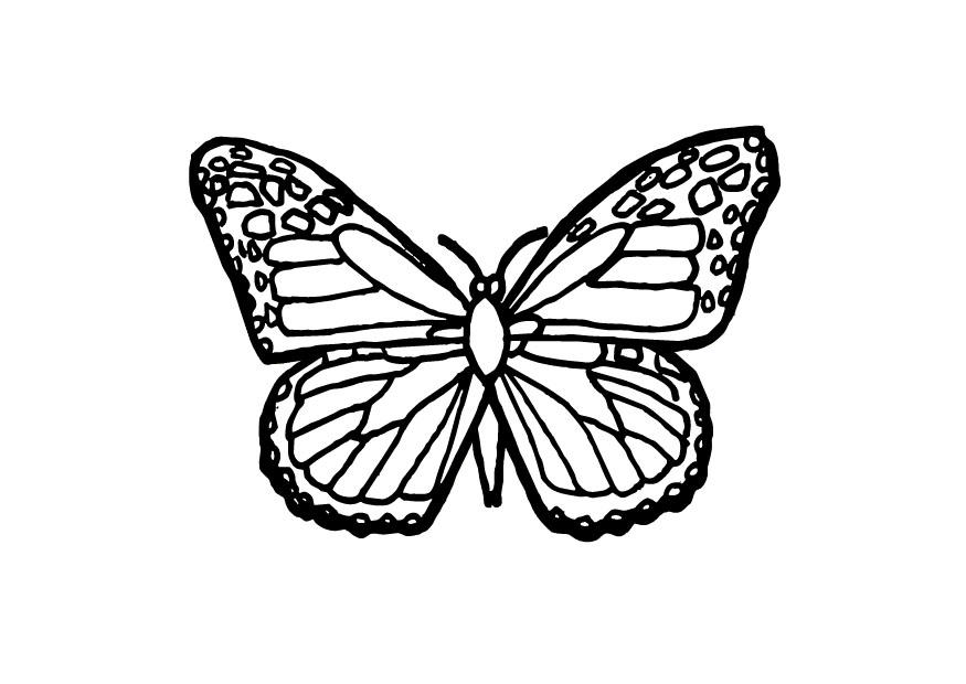 schmetterling Malvorlage schmetterling