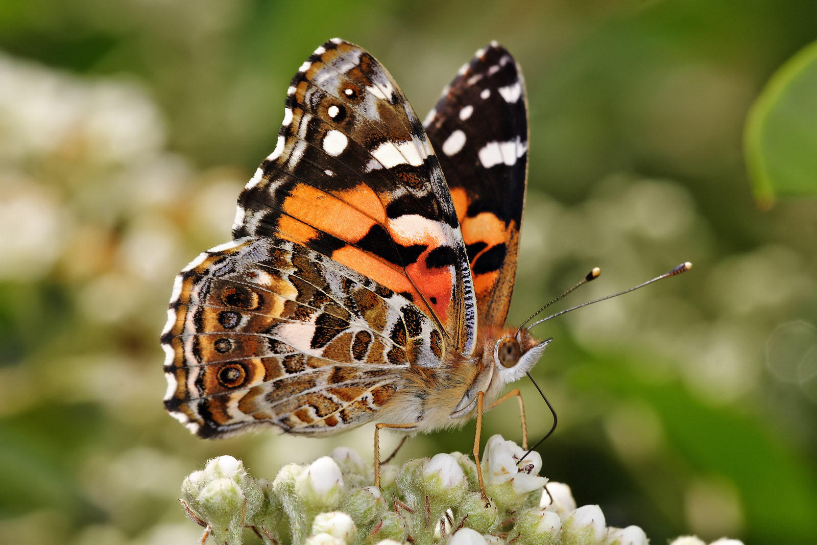 schmetterling - australische painted lady Foto schmetterling - australische painted lady