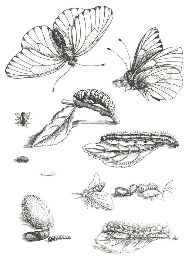 Malvorlage schmetterlinszyklus
