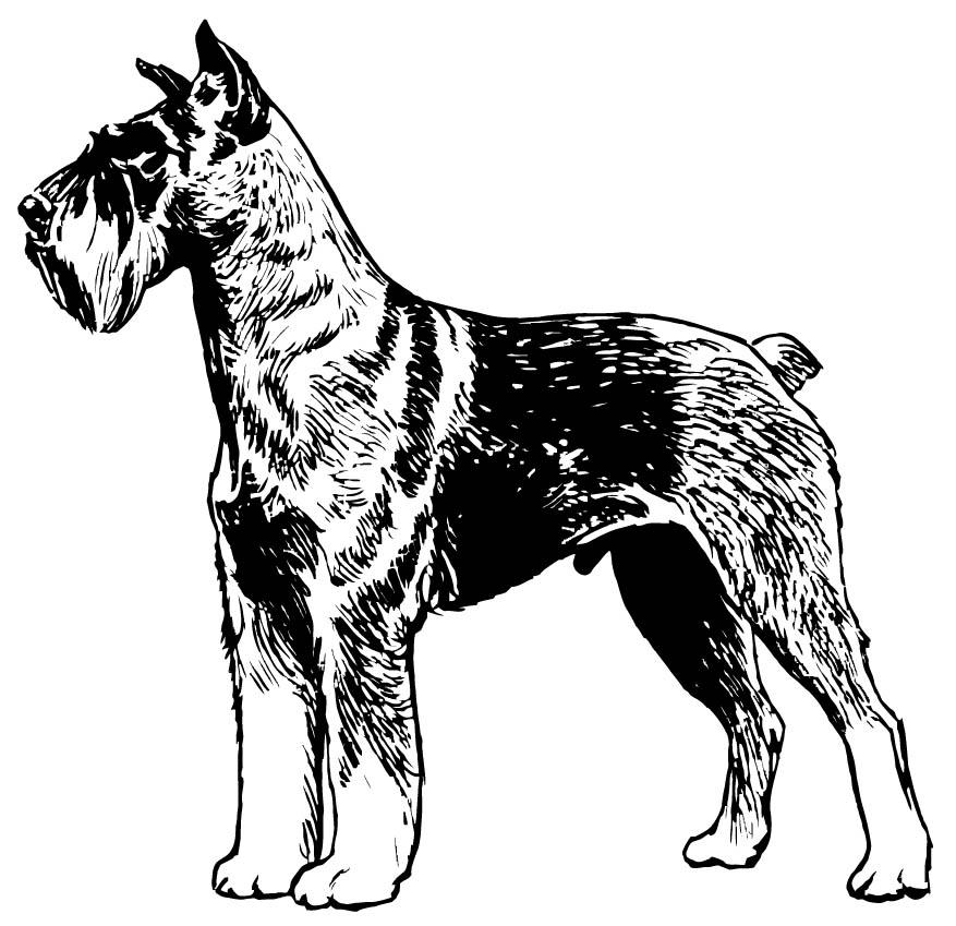 schnauzer Malvorlage schnauzer