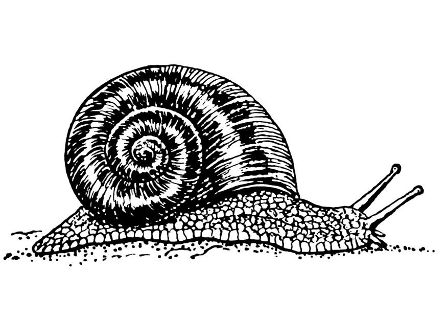 schnecke Malvorlage schnecke
