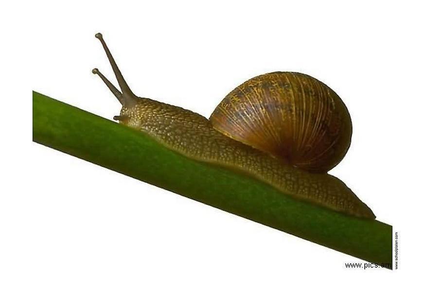 schnecke Foto schnecke
