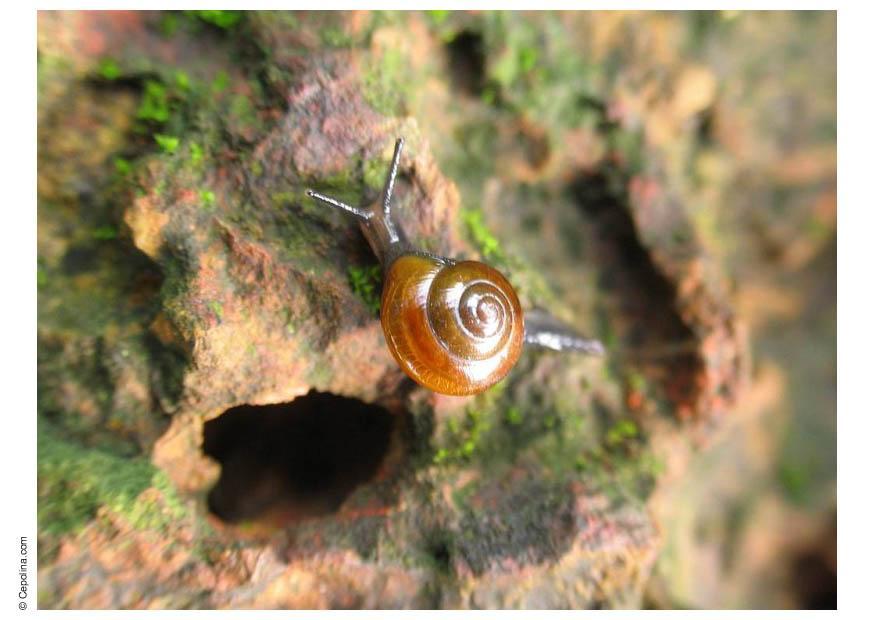 schnecke Foto schnecke