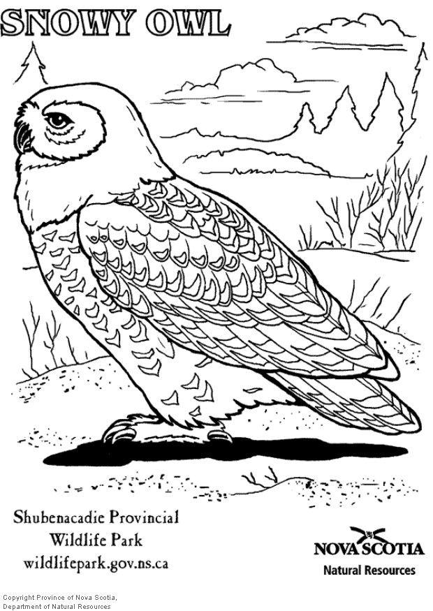 Malvorlage schneeeule