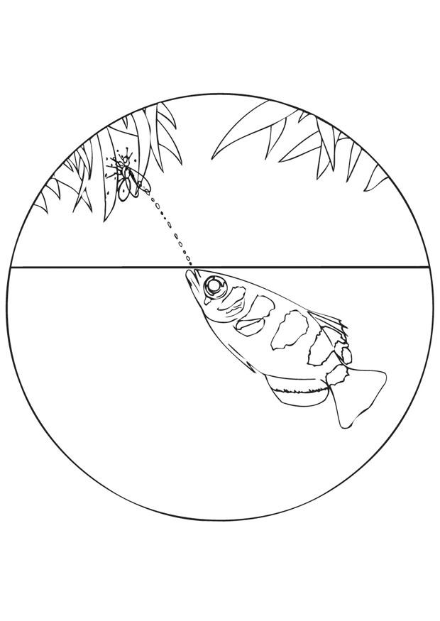 schA¼tzenfisch Malvorlage schA¼tzenfisch