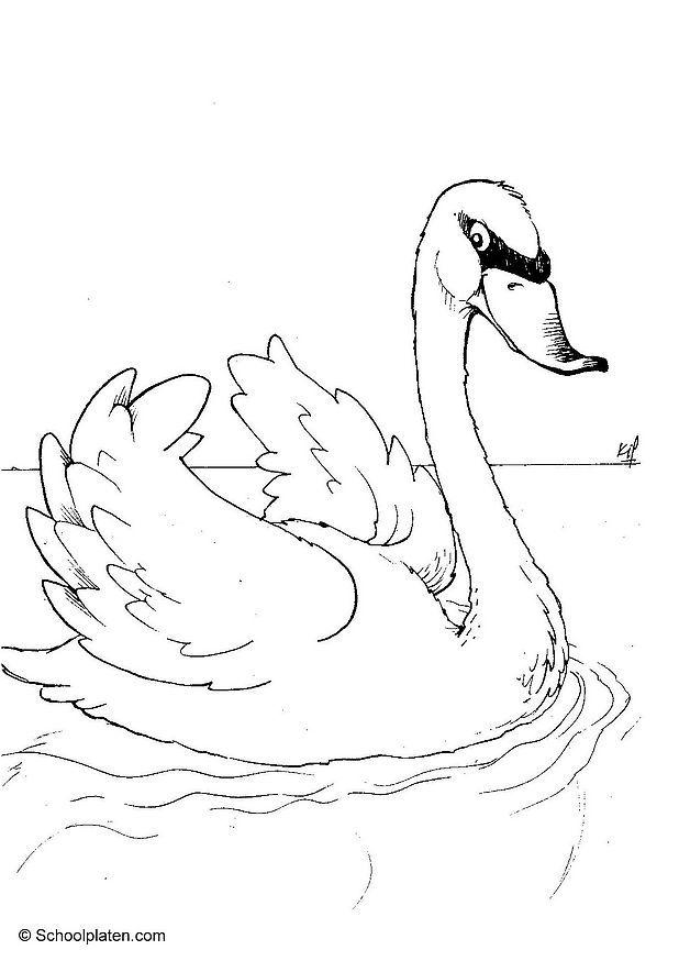 Malvorlage schwan