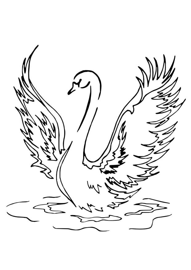 schwan Malvorlage schwan
