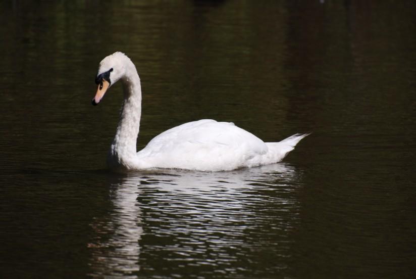 schwan Foto schwan