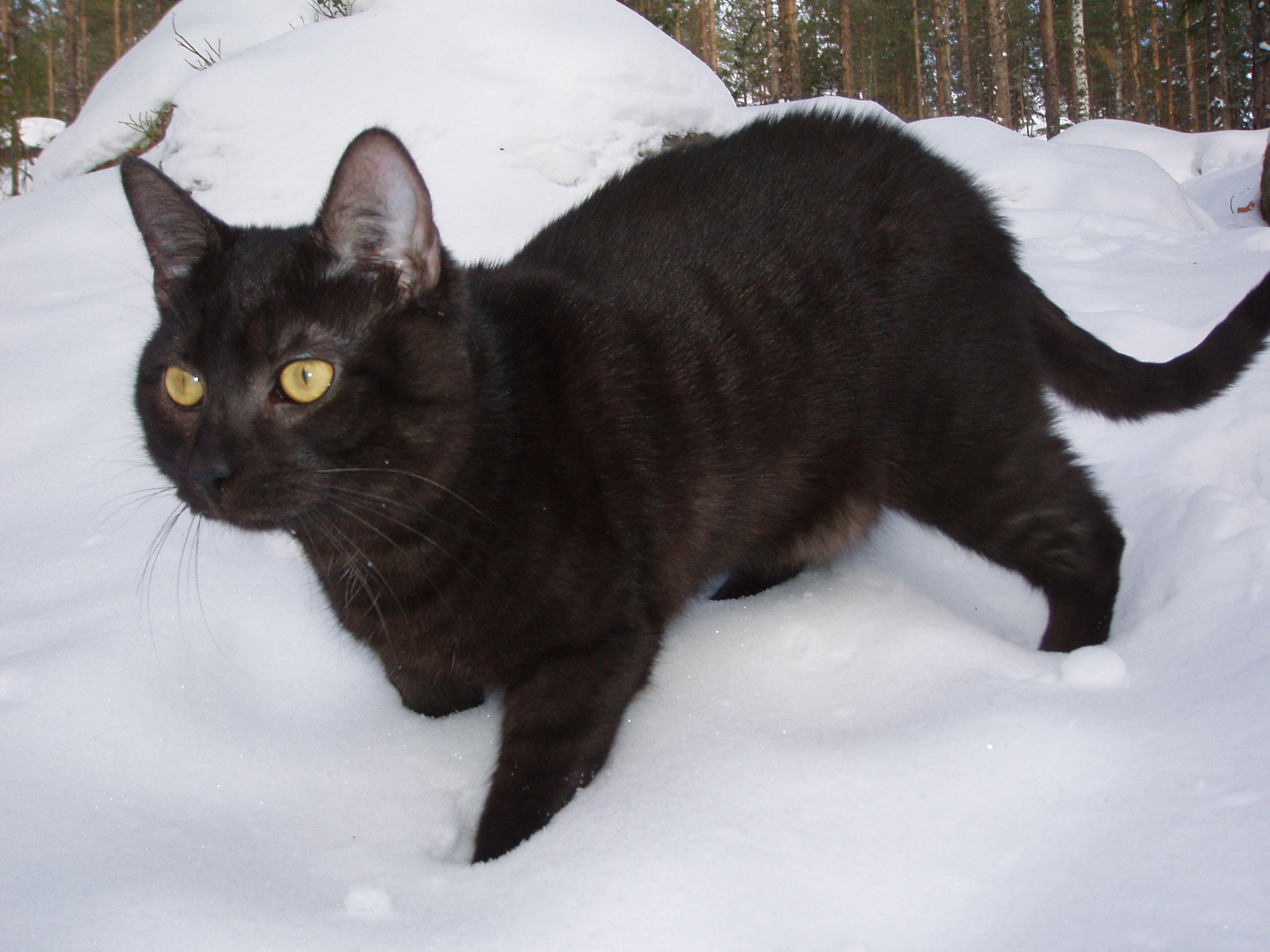 schwarze katze Foto schwarze katze