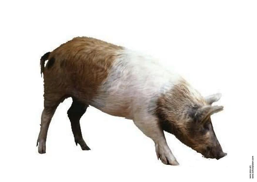 schwein Foto schwein
