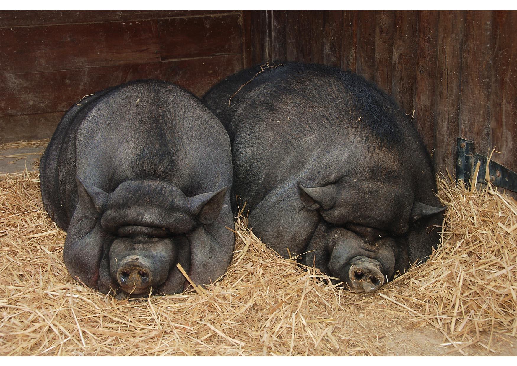 schweine Foto schweine