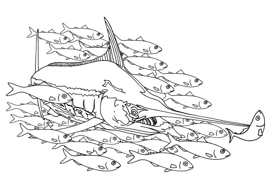 schwertfisch in fischschule Malvorlage schwertfisch in fischschule