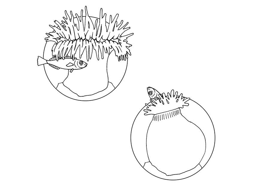 seeanemone fA¤ngt fisch Malvorlage seeanemone fA¤ngt fisch