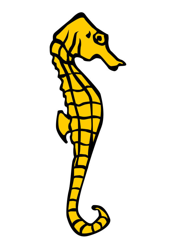 seepferd Bild seepferd