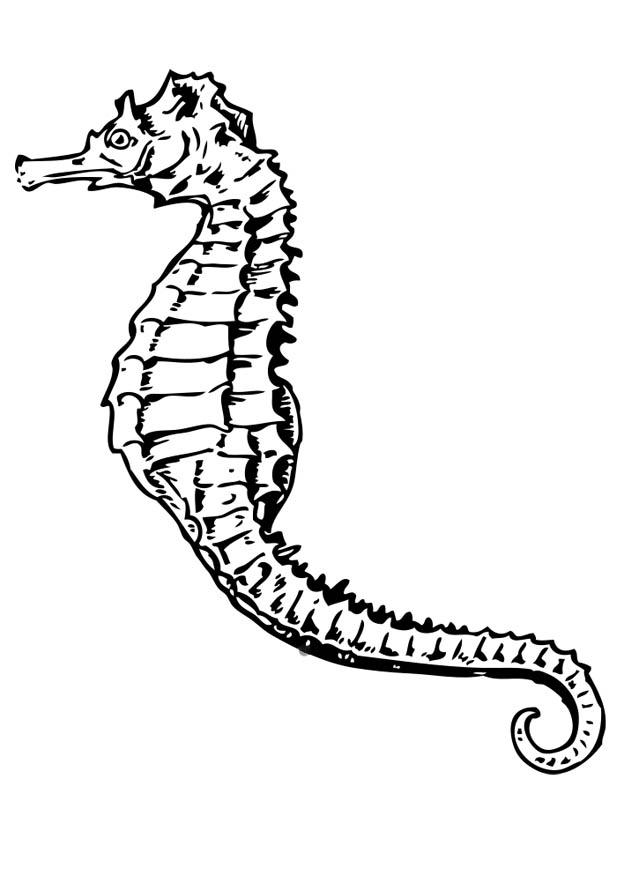 seepferdchen Malvorlage seepferdchen
