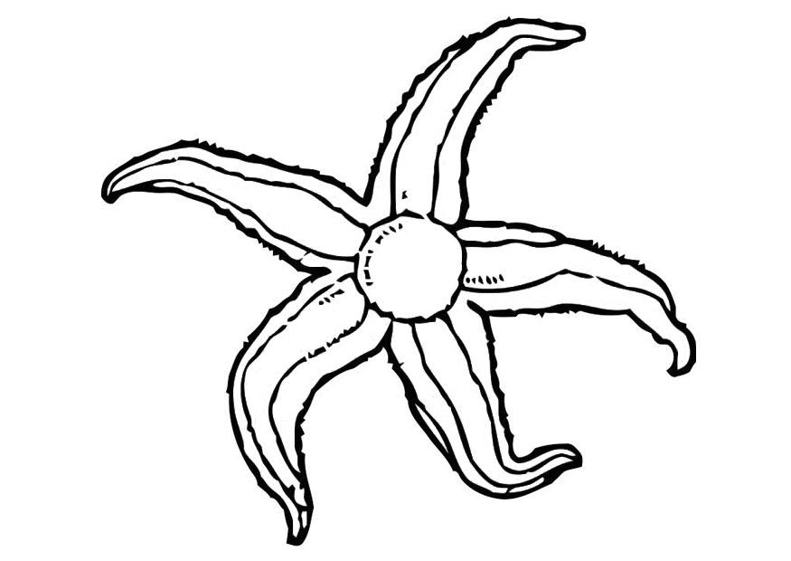 seestern Malvorlage seestern