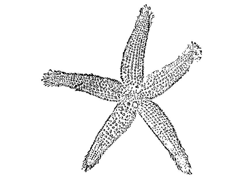 seestern Malvorlage seestern