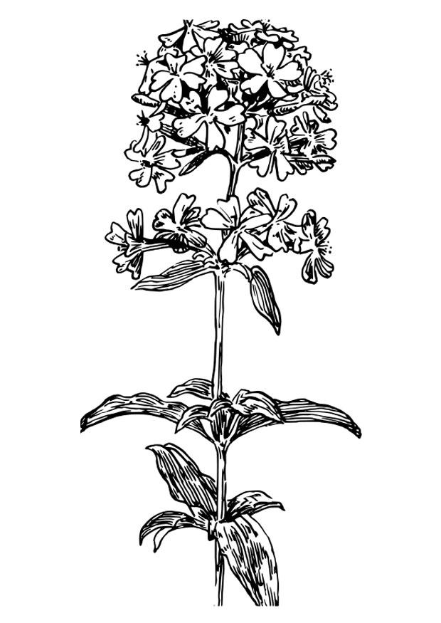 seifenkraut Malvorlage seifenkraut