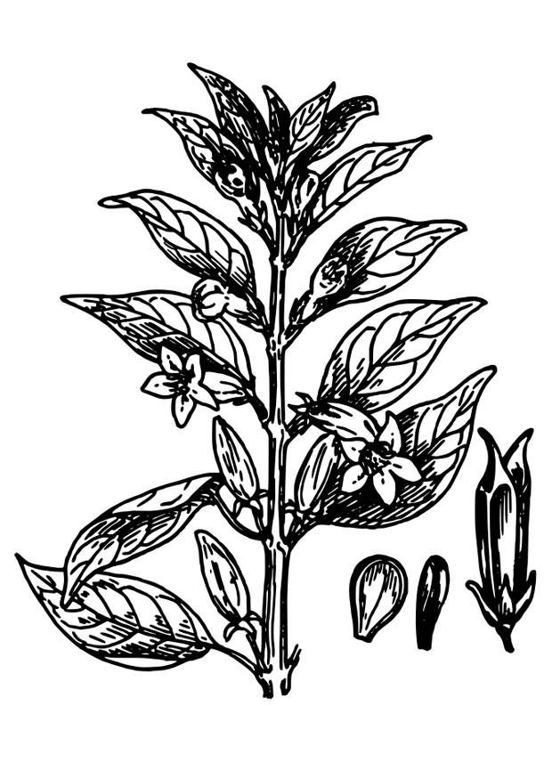 sesam Malvorlage sesam
