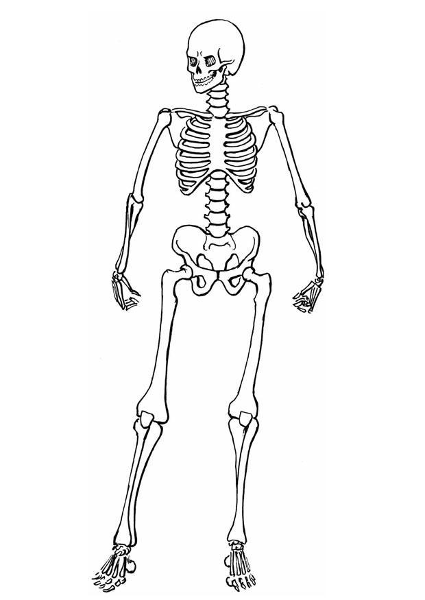 skelett Malvorlage skelett