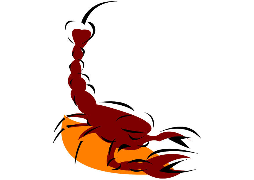 skorpion Bild skorpion