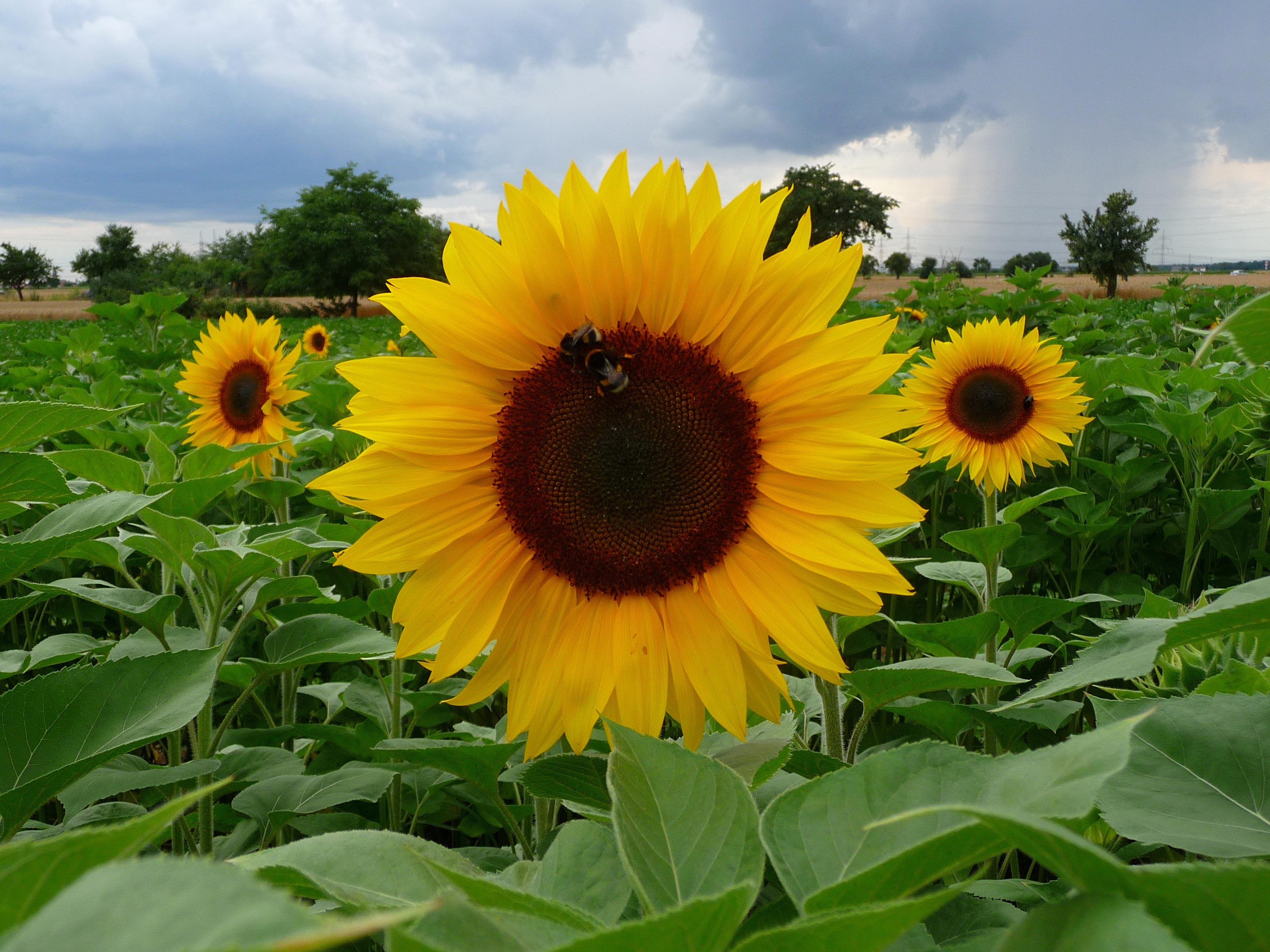 sonnenblume Foto sonnenblume