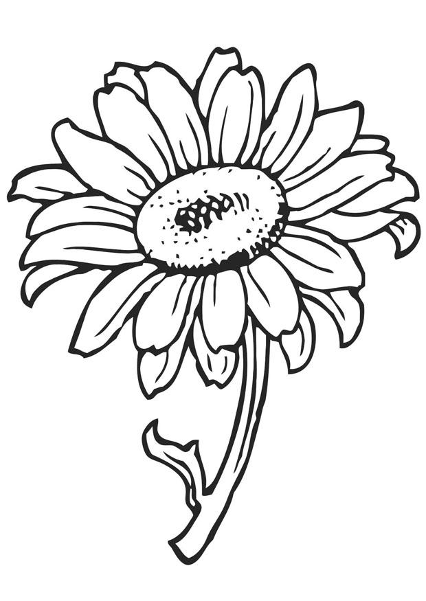 Malvorlage sonnenblume