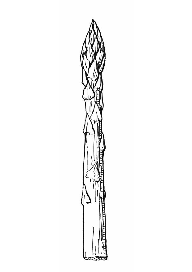 spargel Malvorlage spargel