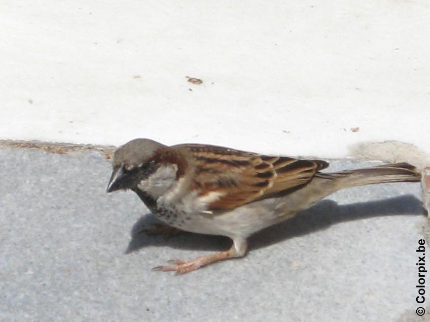 spatz Foto spatz