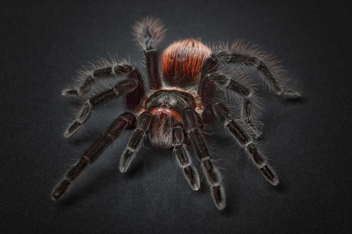 spinne Foto spinne