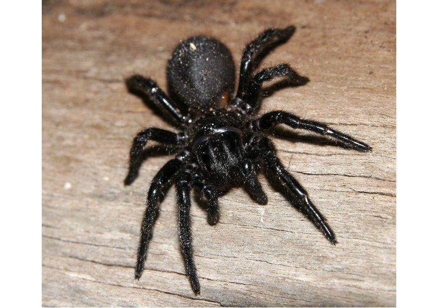 spinne Foto spinne