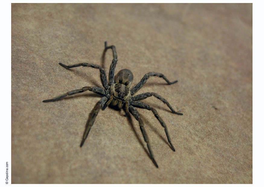 Foto spinne