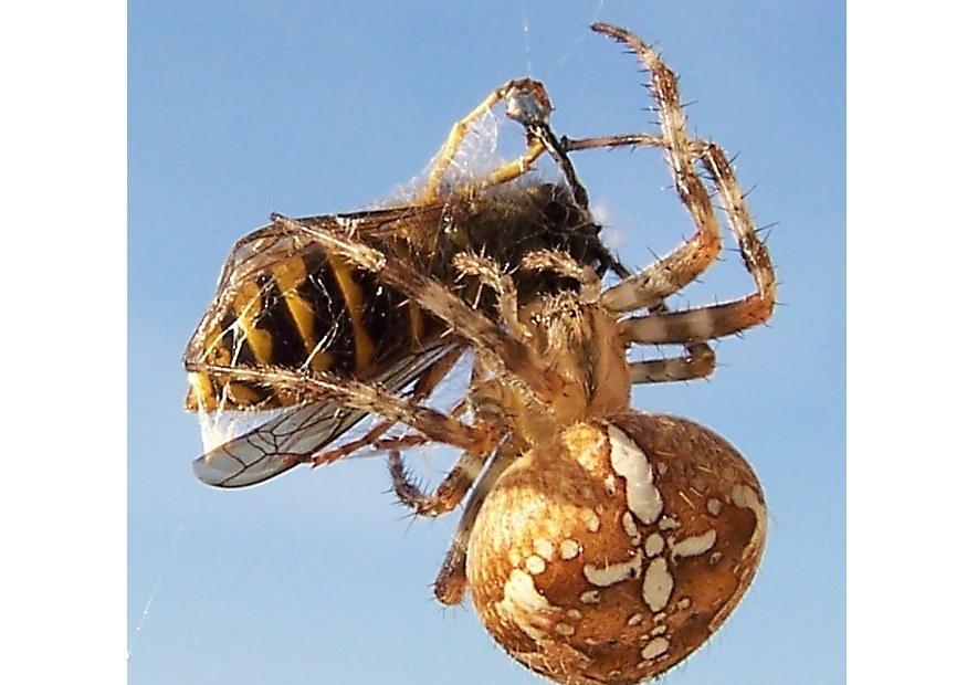 spinne isst wespe Foto spinne isst wespe
