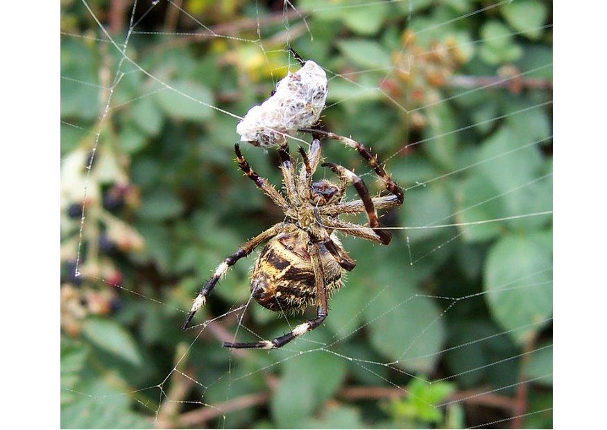 Foto spinne mit beute