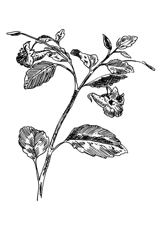 springkraut Malvorlage springkraut