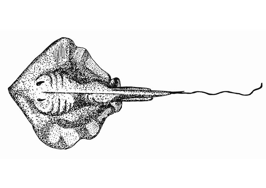 stachelrochen Malvorlage stachelrochen