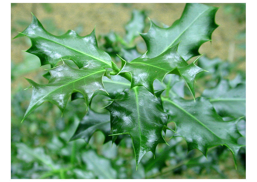 stechpalme Foto stechpalme