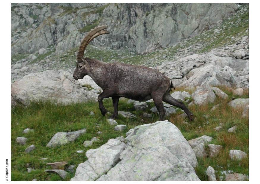 steinbock 2 Foto steinbock 2