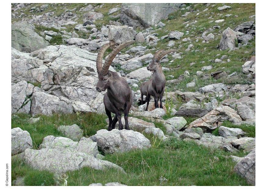 steinbock Foto steinbock