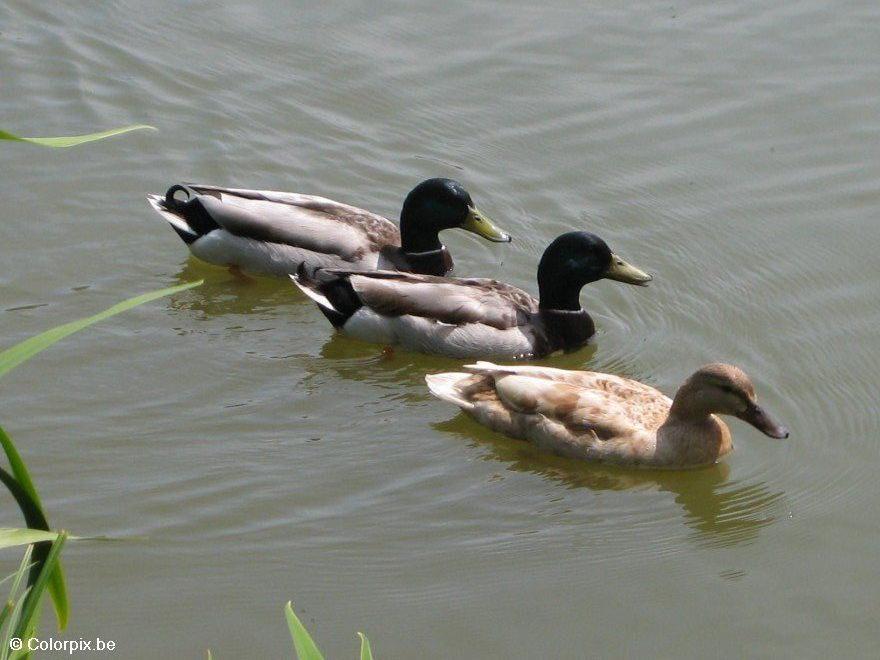 stockente Foto stockente