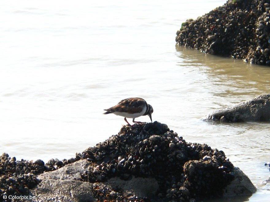 Foto strandlA¤ufer