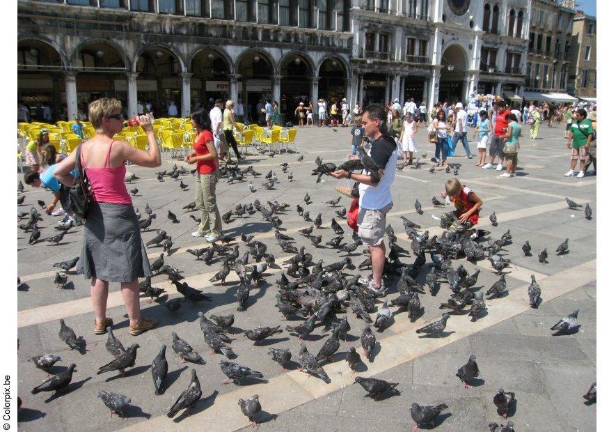 tauben fA¼ttern auf dem san marco platz, venedig Foto tauben fA¼ttern auf dem san marco platz, venedig